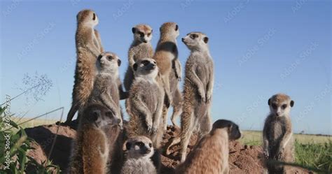 4k Close Up View Of A Small Group Of Meerkats With Babies Sunning