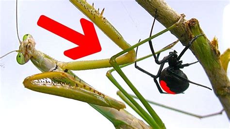 Deadly Spider Vs Giant Praying Mantis Part 1 Educational Spider Study