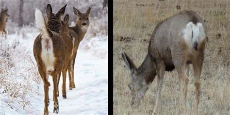 Differences Between Whitetail And Mule Deer Omega Outdoors