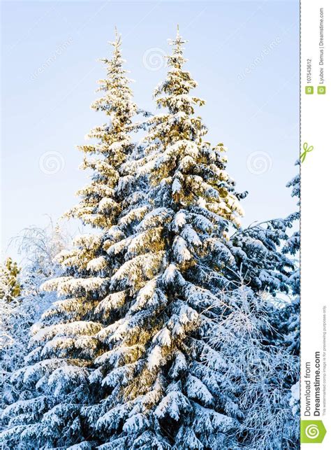 Dark Green Pines Covered With Snow And Hoar Frost Glow In The Sunlight