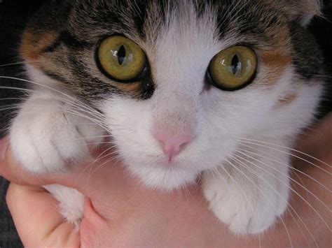 Kitten Eye Infection Causes Les Baux De Provence