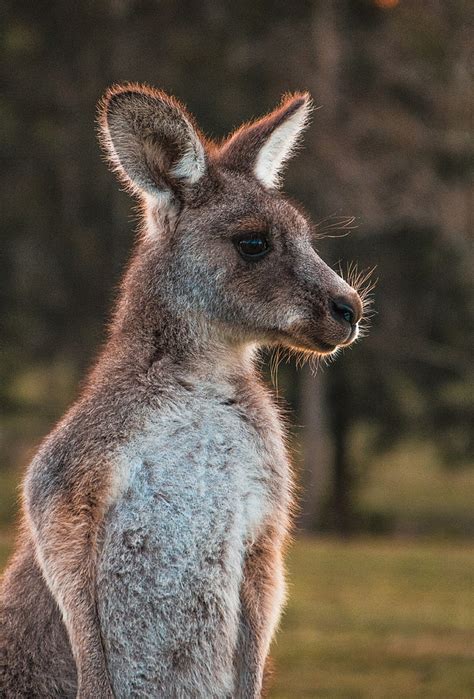 Hd Wallpaper Kangaroo Cute Animal Wool Animal Wildlife Animals In