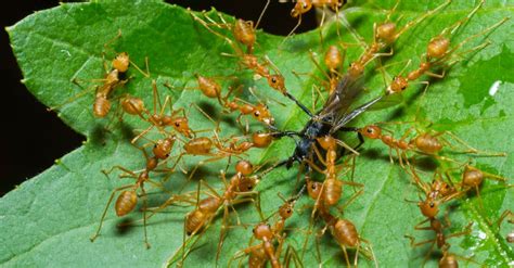 What Do Ants Eat Az Animals