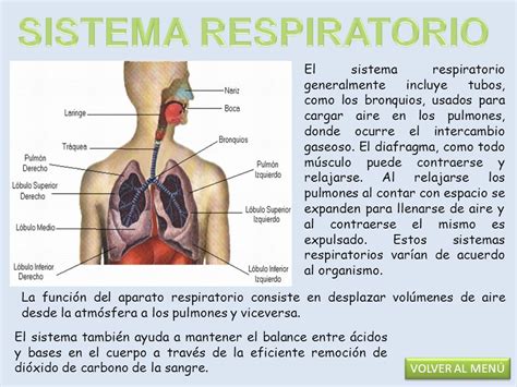 El Sistema Respiratorio Sus Partes Y Funciones Kulturaupice