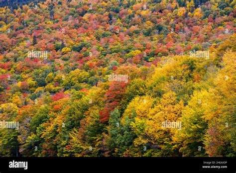 Colourful Autumn Foliage In Fall Colour Trees In The Hillside Forest On