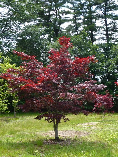 Garden Beautiful And Unique Bloodgood Japanese Maple Tree