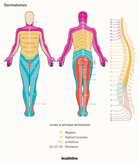 Dermatomes Diagram Spinal Nerves And Locations Spinal Nerve Nerve