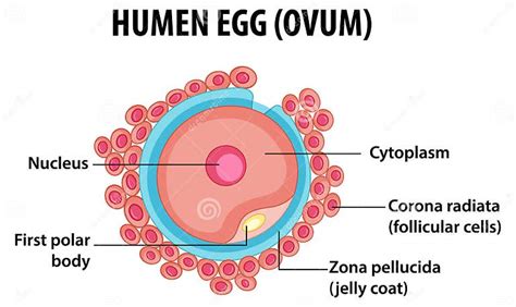 Human Egg Or Ovum Structure For Health Education Infographic Stock Vector Illustration Of Ovum