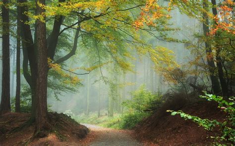 Path Color Lovely Trees Autumnnature Haze Desktop