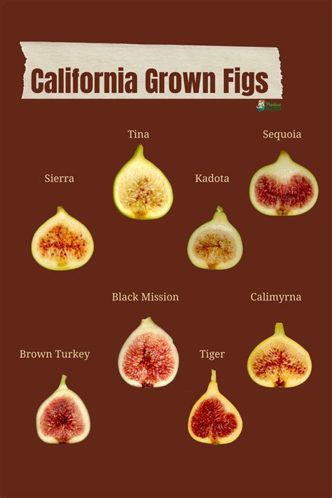 California Figs Fig Cultivars Grown Commercially The Produce Nerd