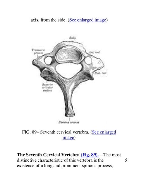Anatomy Cervical Vertebra