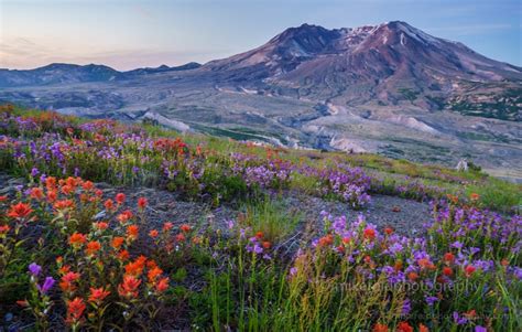 Mount St Helens Wildflowers