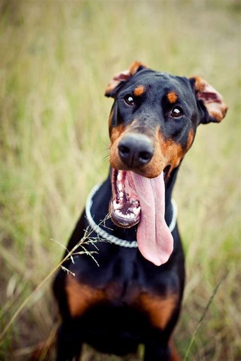 Here Are 15 Derpin Dobermans To Make Your Day Thethings