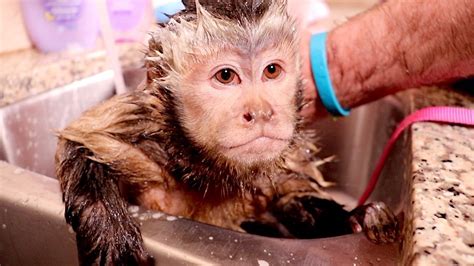 3 Monkeys 3 Baths We Gave Capuchin Monkey Boo Monkey Meela And