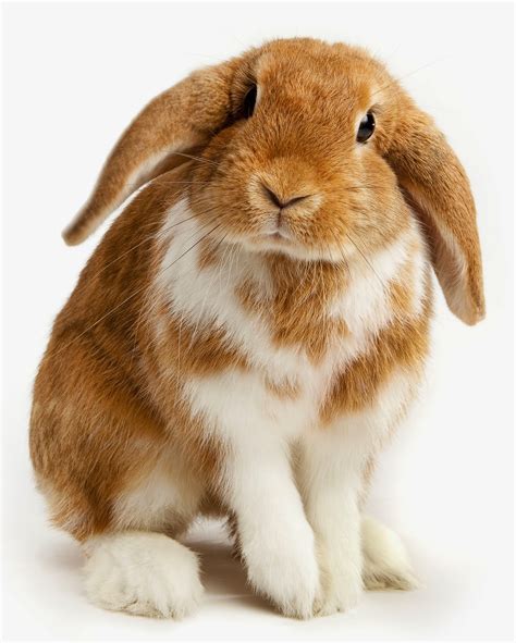 Cute Pets How To Recognize When Your Pet Rabbit Is Sick