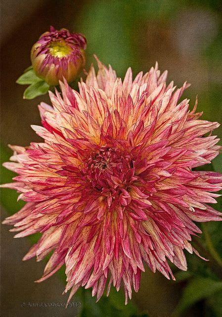 Pin By Mom To Mom On Outdoor Beautiful Flowers Dahlia Flower