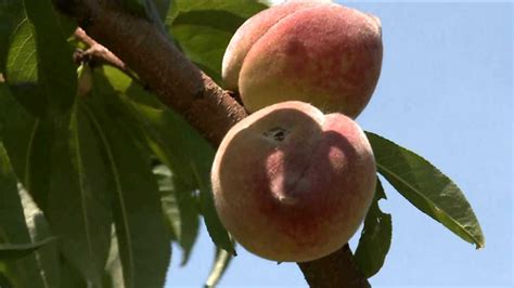 Farmers Report Illinois Peaches Survive Late Season Freeze Fox 2