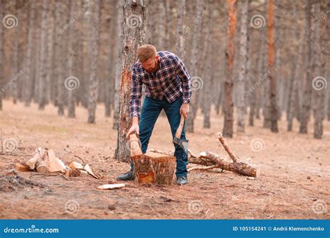 A Woodcutter Chops Firewood With An Ax In A Pine Forest Outdoors