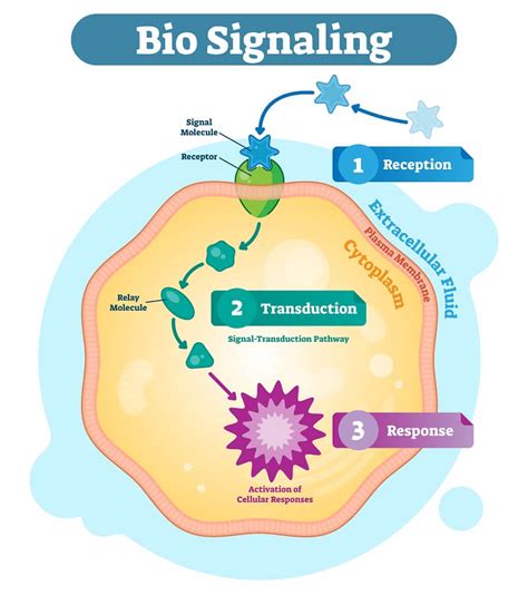 Señalización Celular La Guía Definitiva El Gen Curioso