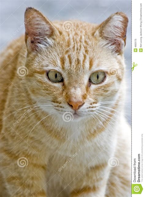 Orange Fat Cat Stock Image Image Of Cute Eyes Obedient