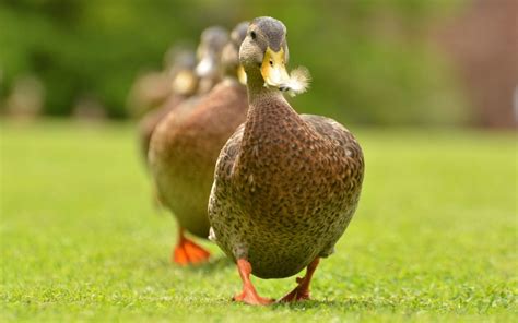 Ducks Grass wallpaper | 1680x1050 | #12844