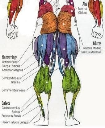 We did not find results for: Leg Muscle Diagram Back - The muscle locations for (a) the ...