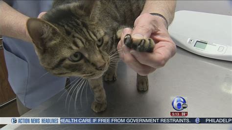 Nj Could Be First State To Make Declawing Cats Illegal 6abc Philadelphia
