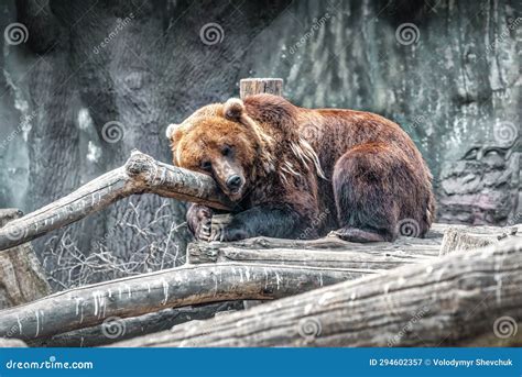 Brown Bear Sleeping On The Wooden Logs Stock Image Image Of Outdoors