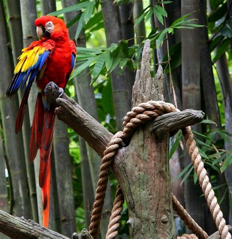 Red Macaw Parrot Tropical Bird · Free Photo On Pixabay