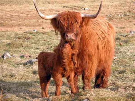 Scottish Highland Cattle Milligans Gander Hill Farm