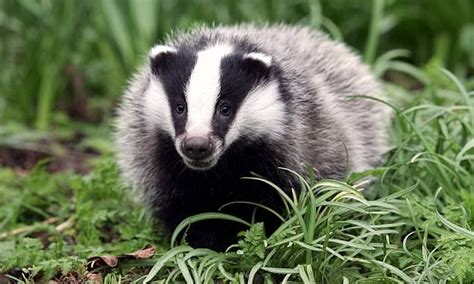 Craig Brown Eight Things You Didnt Know About Badgers Badger