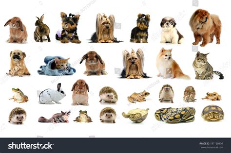 Collection Animal Isolated On White Background Stock Photo 197159804