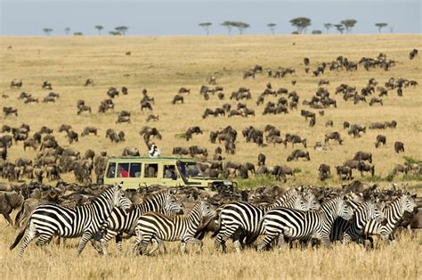 Tanzania Safari Tours With Serengeti Safari