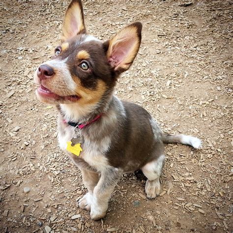 He fathered about 200 pups that inherited his traits. Mia Australian Shepherd Red Heeler Mix - AllMutt.com