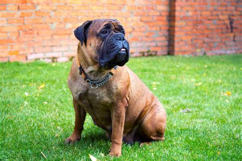Bullmastiff Dog Breed Information And Characteristics Daily Paws