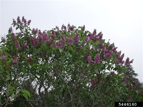Japanese Tree Lilac Syringa Reticulata Scrophulariales Oleaceae 5446160