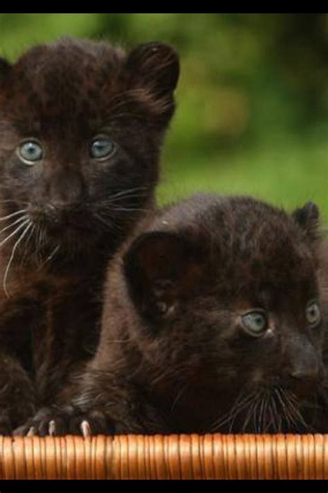 Guapos Baby Panther Cute Baby Animals Baby Animals