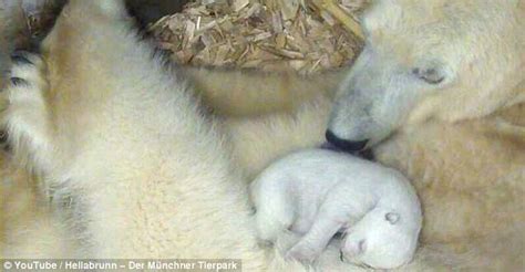 polar bear cubs open their eyes and see their mother for first time daily mail online