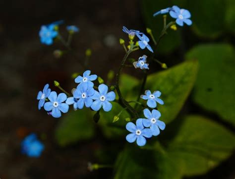 Little Blue Flowers Blue Flowers Flowers Bloom