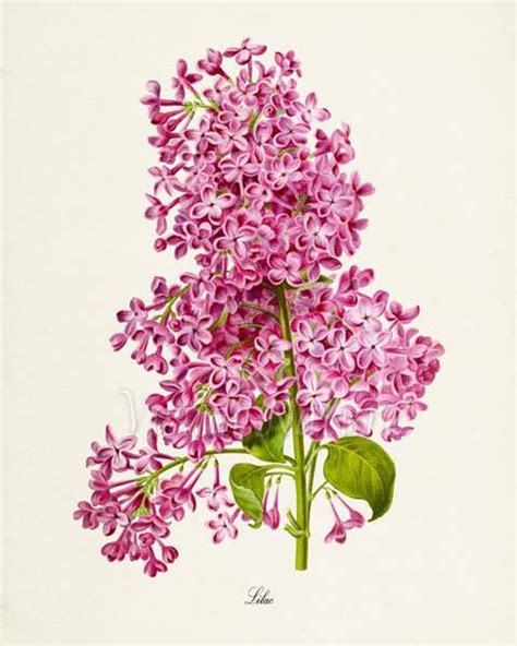 Lilac Flower Art Print Botanical Art Print Flower Wall Art Lilac