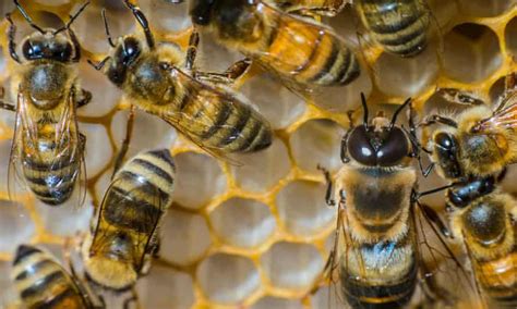 Alarm Over Deaths Of Bees From Rapidly Spreading Viral Disease Bees