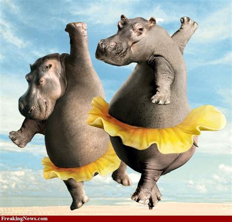 Great Dancing Hippos To Use Hippo Photographs For My Art