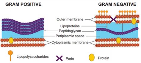 Describe The Structure Of Gram Positive And Gram Negative Bacterial