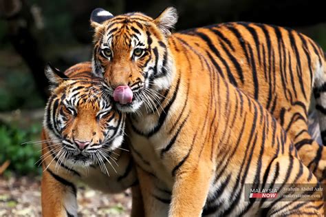 Harimau Malaya Dulu Ikon Kini Tinggal Nama Malaysianow