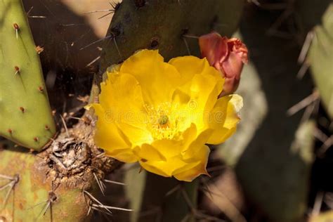 Yellow Flowers On A Coast Barrel Cactus Ferocactus Viridescens Stock