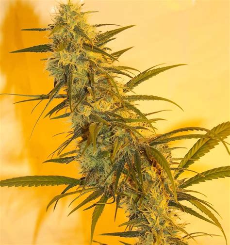 White 88 G 13 Hashplant Strain Info White 88 G 13 Hashplant Weed By Hazeman Seeds Growdiaries