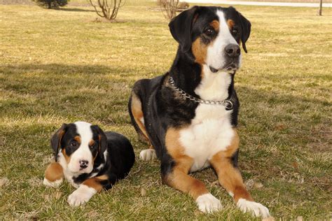 Greater Swiss Mountain Dog And Puppy Swiss Mountain Dogs Greater