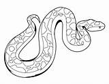 Rainforest Snake Anaconda Drawing Easy Coloring Draw Pages Step Animals Drawings Color Getdrawings Forest Rain Paintingvalley sketch template