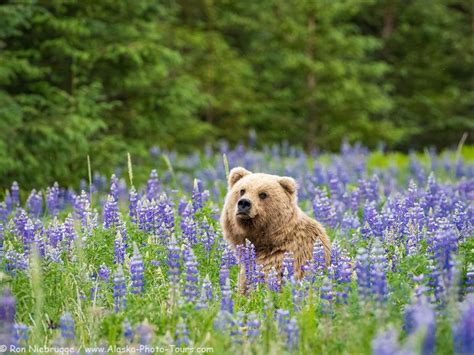 Alaska Bear Photo Tour 2020 Photo Blog Niebrugge Images