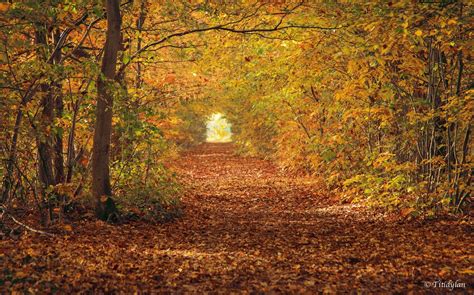 Tunnel Of Autumn Leaves Titidylan Flickr